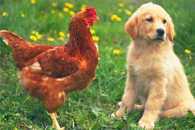 欲謀生計，放手一搏。鸡犬欣欣断玉春打一正确生肖请全面释义、解释与落实、详细解答解释落实